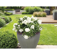 Große Pflanze mit weißen Blüten in einem Pflanzgefäß im Garten.