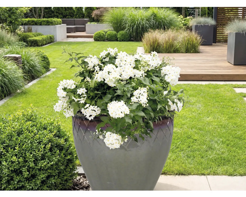 Große Pflanze mit weißen Blüten in einem Pflanzgefäß im Garten.