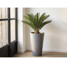 Zamiapalme im hohen Pflanzgefäß im Innenraum