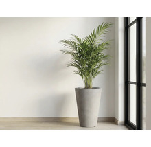 Zimmerpflanze im Topf neben einem Fenster