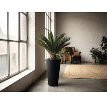 Innenraum mit Zamiapalme in hohem Pflanzgefäß, Sessel und Teppich