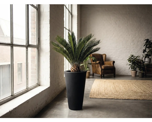 Innenraum mit Zamiapalme in hohem Pflanzgefäß, Sessel und Teppich