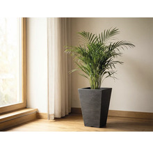 Zimmer mit Fenster, Vorhang und Arekapalme in einem Pflanzgefäß