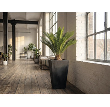 Zimmer mit einer Zamiaceae-Pflanze in einem Pflanzgefäß