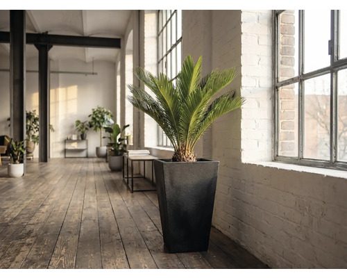 Zimmer mit einer Zamiaceae-Pflanze in einem Pflanzgefäß