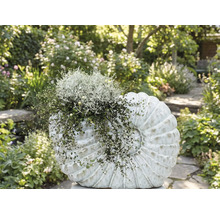 Beet bepflanzt mit Dekorationsobjekt in Form einer Muschel