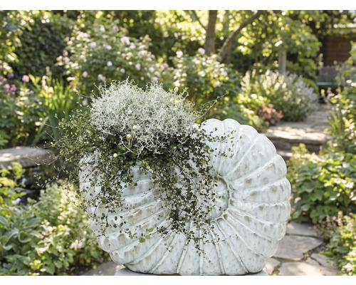 Beet bepflanzt mit Dekorationsobjekt in Form einer Muschel