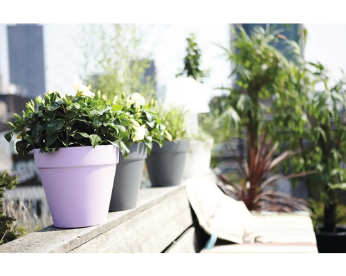 Reihe von Blumentöpfen mit Bepflanzung auf einem Balkon