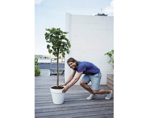 Mann bewegt Feigenbaum im Topf auf einer Dachterrasse.