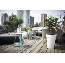 Dachterrasse mit Möbeln, Getränken und Mandarinenbaum im Topf