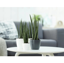 Drei Sansevieria Pflanzen in Töpfen auf einem Tisch