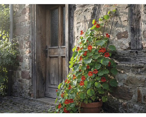 Blumentopf mit Kapuzinerkresse an einer Hauswand mit Holztür
