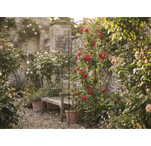 Gartenansicht mit Rosenbogen, Holzbank und Steinmauer im Hintergrund.