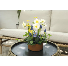 Blumenarrangement mit Narzissen, Traubenhyazinthen und Gänseblümchen in einem braunen Topf auf einem Tisch