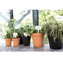 Kräutergarten mit Schnittlauch, Tomaten, Kohl, Basilikum und Rosmarin in Töpfen