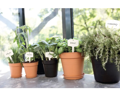 Verschiedene Kräuter und Gemüsepflanzen in Töpfen mit Namensschildern