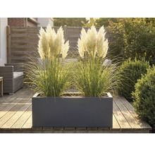 Dekorative Gräser in einem Pflanzkasten auf einer Holzterrasse.