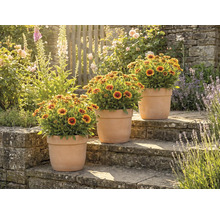 Drei Topfpflanzen mit Ringelblumen auf Steinstufen in einem Garten.