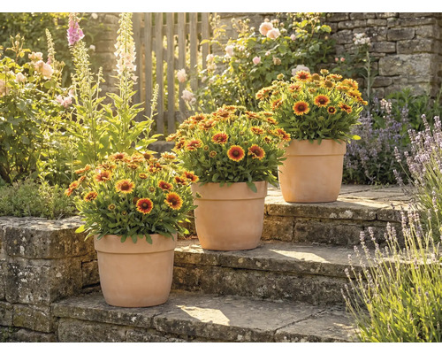 Drei Topfpflanzen mit Ringelblumen auf Steinstufen in einem Garten.