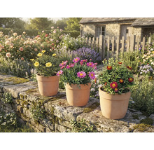 Gartenambiente mit Gänseblümchen in Tontöpfen auf einer Steinmauer