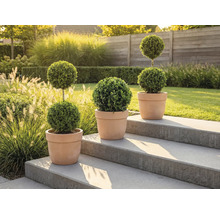 Drei Formschnittgehölze in Tontöpfen auf einer Steintreppe im Garten.