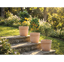 Drei Pflanzen in Töpfen auf Steinstufen im Garten: Zitronenbaum, Mandarinenbaum und Rosmarinpflanze.