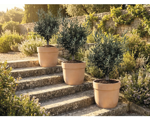 Drei Olivenbäume in Töpfen auf Steinstufen im Freien.