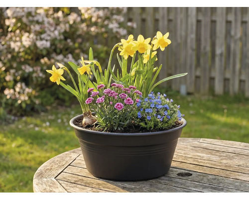 Blumenarrangement mit Narzissen, Nelken und Vergissmeinnicht in einem Topf auf einem Holztisch
