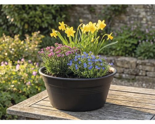 Blumenarrangement mit Narzissen, blauen und pinken Blüten in einem Topf auf einem Tisch im Freien