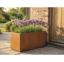 Rechteckiger Pflanzkasten aus Metall mit Allium-Pflanzen im Garten.