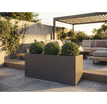 Außenaufnahme mit einem rechteckigen, dunklen Pflanzkasten mit drei kugelförmigen Pflanzen auf einer Steinterrasse