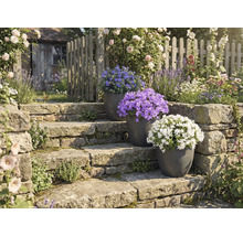 Gartenanlage mit Steintreppe und blühenden Topfpflanzen