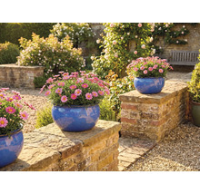 Szene im Garten mit Margeriten in blauen Pflanzgefäßen auf einer Mauer
