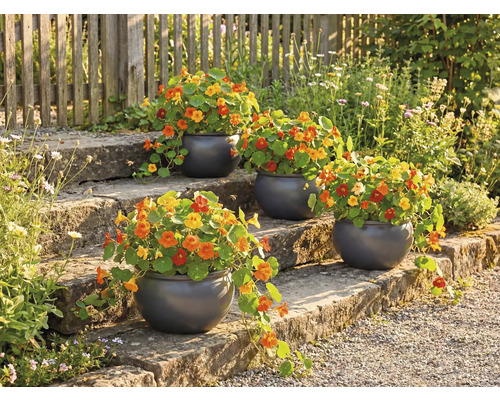 Blumentreppe mit bepflanzten runden Töpfen und Kapuzinerkresse