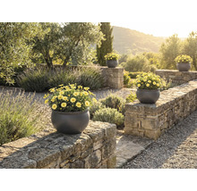 Gartenansicht mit Steinmauer und mehreren runden Pflanzgefäßen mit gelben Margeriten