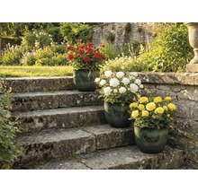 Drei Rosenstöcke mit roten, weißen und gelben Blüten in Töpfen auf einer Steintreppe in einem Garten.