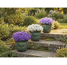 Drei Glockenblumen in Töpfen auf einer Steintreppe in einem Garten.