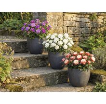 Drei Rosen in Töpfen auf einer Steintreppe