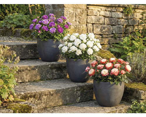 Drei Rosen in Töpfen auf einer Steintreppe