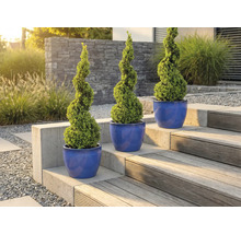 Drei spiralförmige Buchsbäume in Pflanzgefäßen auf einer Gartentreppe.