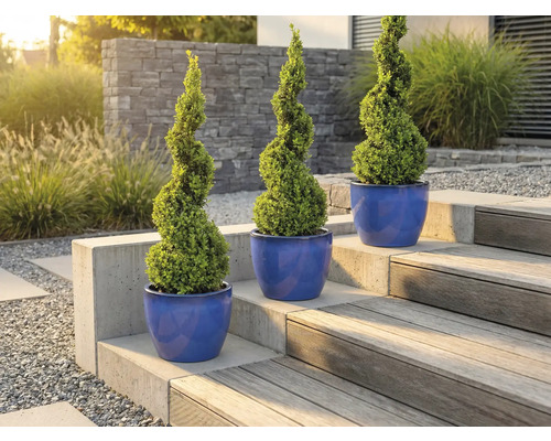 Drei spiralförmige Buchsbäume in Pflanzgefäßen auf einer Gartentreppe.