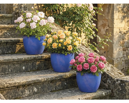 Drei Rosenbüsche in Töpfen auf einer Steintreppe mit rosa, gelben und pinkfarbenen Blüten.