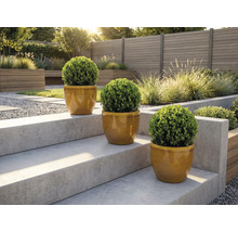 Drei runde Buchsbäume in Töpfen auf einer Gartentreppe