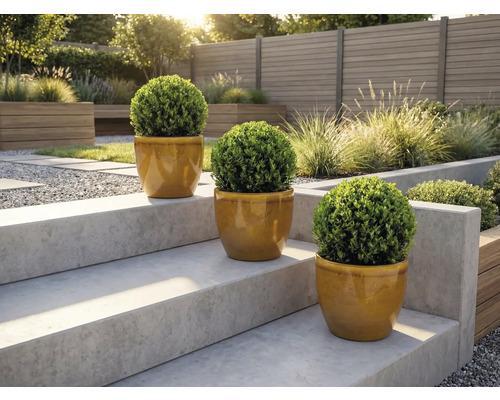 Drei runde Buchsbäume in Töpfen auf einer Gartentreppe