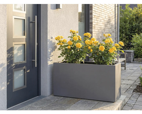 Grauer Pflanzkasten mit gelben Rosen vor Haustür