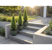 Drei Topfpflanzen auf einer Betontreppe in einem modernen Garten.