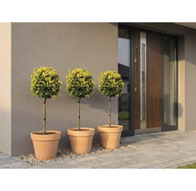 Drei Buchsbaumkugeln in Tontöpfen vor einem modernen Hauseingang.