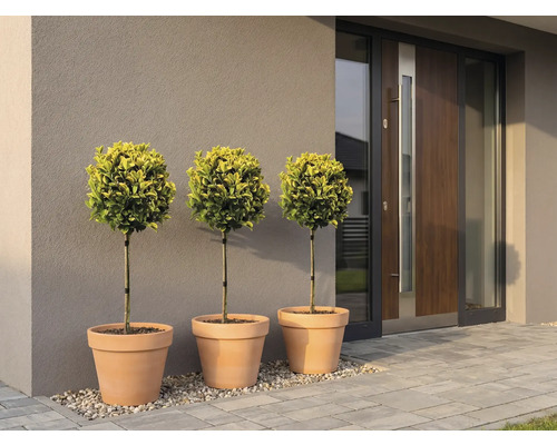 Drei Buchsbaumkugeln in Tontöpfen vor einem modernen Hauseingang.