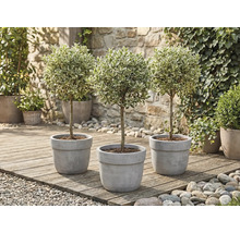 Drei Ligusterbäume im Topf auf einer Holzterrasse