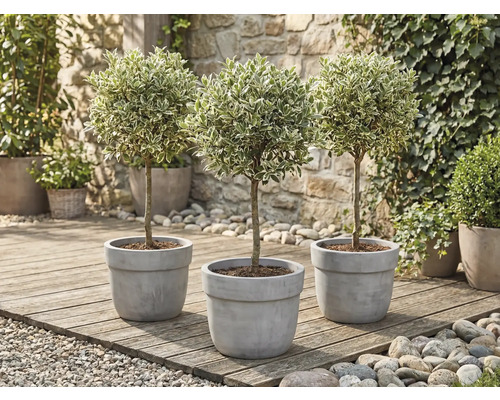 Drei Ligusterbäume im Topf auf einer Holzterrasse